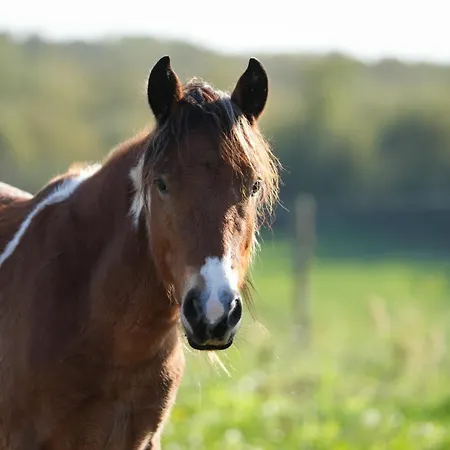 בית נופש La Grange Blanche Saint-Germain (Vienne)