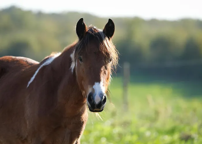 Prázdninový dům La Grange Blanche Saint-Germain (Vienne)